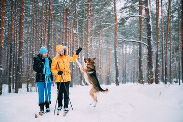 Fototapeta na wymiar Two Active Young And Adult Caucasian Women Have Fun Are Skiing And Playing With Dog In Winter Snowy Forest. Active Healthy Lifestyle On Winter Nature.
