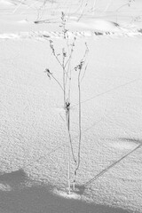 Dry plant in the snow, winter landscape, black and white.