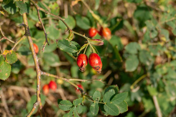 Hip rose buds on a soft sunny day light.
