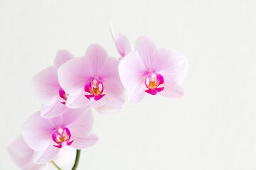 Naklejka na ściany i meble Phalaenopsis Orchidee