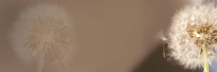 Fototapeta na wymiar Dandelion on a gray-brown background. Banner