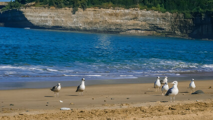 large white seagulls on the sandy beach of the Atlantic Ocean