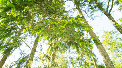 A fir branch hangs down to the bottom