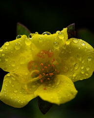yellow flower with water drops