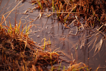spring stream, grass in water. High quality photo