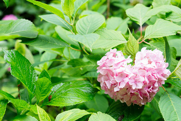 ハート型の紫陽花