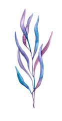 Vertical branch with long thin wavy leaves in blue-purple. Hand-painted in watercolor, isolated on a white background for your design.