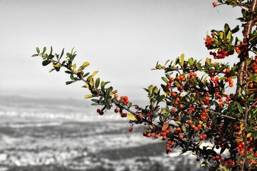 Red berries on a hawthorn bush