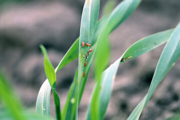 Aphids (winged and wingless) colony on winter cereals in autumn. Important pests and disease...