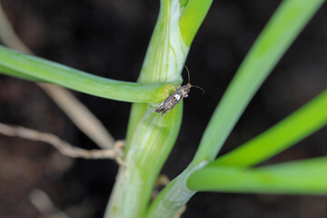 Fototapeta premium Moth of leek moth or onion leaf miner (Acrolepia assectella) family Acrolepiidae. It is Invasive speciesa pest of leek crops. Larvae feed on Allium plants by mining into the leaves or bulbs.