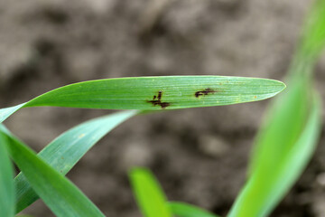 Net blotch of barley - fungal disease on barley. Can cause yield losses from 10% to 40% with a...