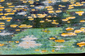 Symptoms of a plant pathogen and causal agent of oat and barley crown rust - Puccinia coronata on oat leaves - Telium, plural telia.