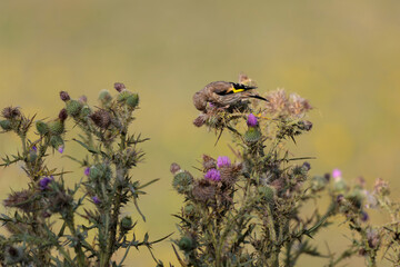 European Goldfinch Carduelis carduelis perched on thistle