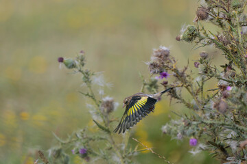 European Goldfinch Carduelis carduelis perched on thistle