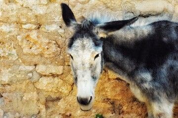 Fototapeta premium A Donkey Portrait