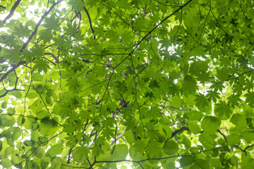 Fototapeta na wymiar 숲 꽃 잎사귀 자연 숲