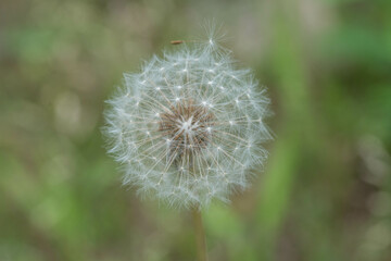 Obraz premium 숲 꽃 잎사귀 자연 숲