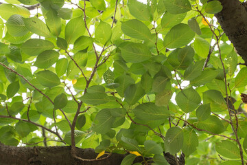 자연 풍경 길 잎 식물