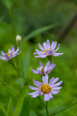 꽃 식물 자연 봄