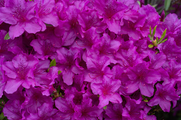 꽃 식물 자연 봄