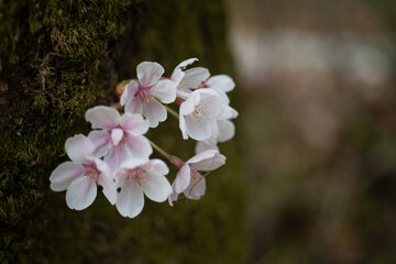 Fototapeta na wymiar 꽃 식물 자연 봄