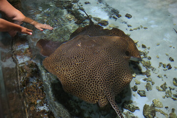 blurred fish stingray in the pool under water, a man wants to touch the stingray