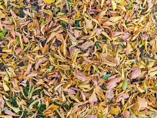 Autumn background. Yellow dried leaves on the ground.