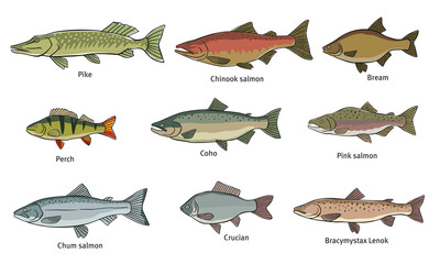 Various fish. Pike, salmon, bream, perch, pink salmon and others. Vector graphics