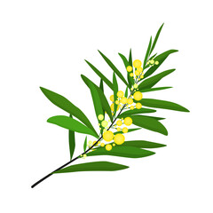 vector illustration of a sprig of mimosa flowers isolated on a white background