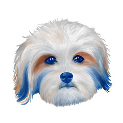 Zuchon dog breed face isolated on white background.