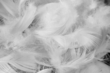 nice white duck feathers. background or texture