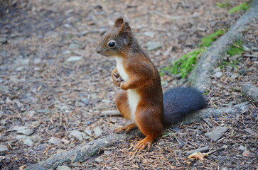 Naklejka na ściany i meble A squirrel in the forest stands on its hind legs, close-up. Red and gray in color with a dark tail. Animal in the wild.