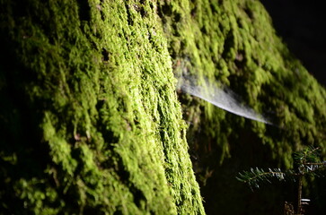 Green forest moss on a tree with cobwebs. close-up