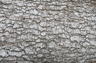 Light tree bark. Tree trunk. Background. Texture.