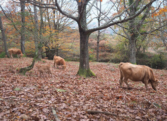 vacas pastando