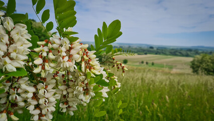 Romanian Acacia