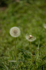 식물 풀 풍경 잎사귀 꽃