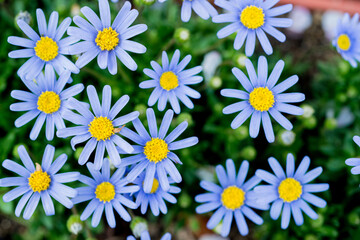 식물 풀 풍경 잎사귀 꽃