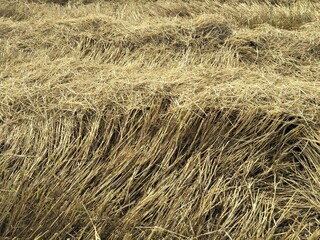 The straw in the field was flattened in a long line