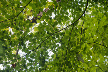 식물 풀 풍경 잎사귀 꽃