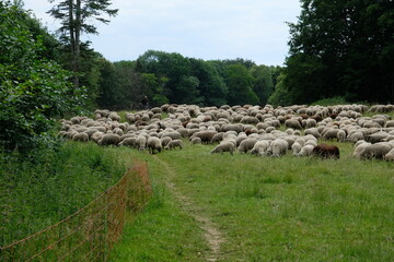 FU 2020-06-07 Stadion 202 Auf der Wiese sind viele Schafe