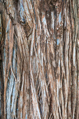 Obraz premium 나무