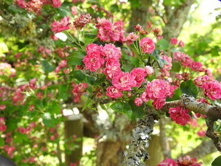 Pink flowers on tree branches