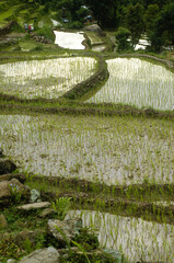 자연 풍경 길 잎 식물