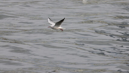 飛翔しているユリカモメの写真
