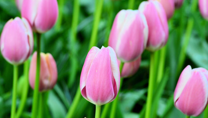 pink tulips in the garden