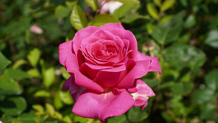 The beauty of Bellarosa roses along the Han River.