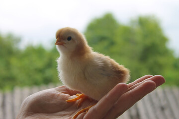 baby chicken on hand