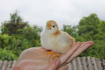 baby chicken on hand, cute baby chicken sitting on human hand on nature and roof background, simple cute background with hand and chicken