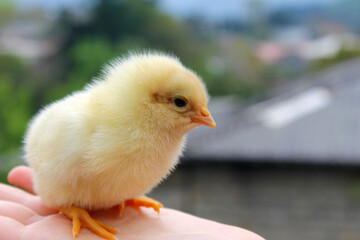 baby chicken on hand